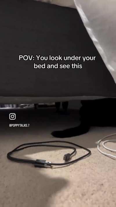 Life is sillier with a cat