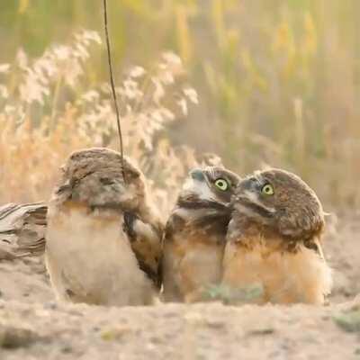 🔥 Owls checking out the stick which their friend got from somewhere