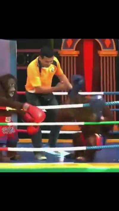 Dövüşen maymunlar