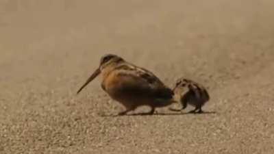 They banned bots on that sub so this is the next best option