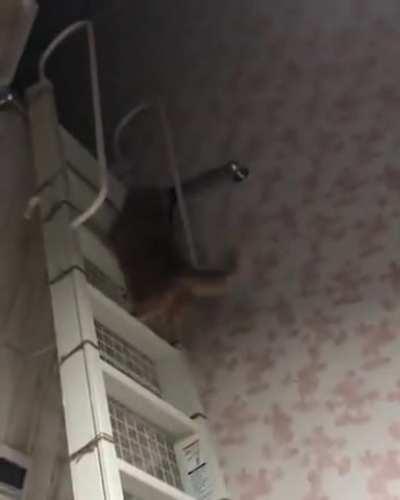 He is chonking up the stairs