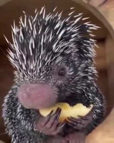 Have you ever seen a baby porcupine eating an apple?
