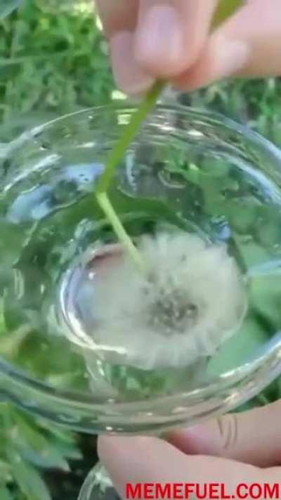 Do you know that dandelions are hydrophobic?