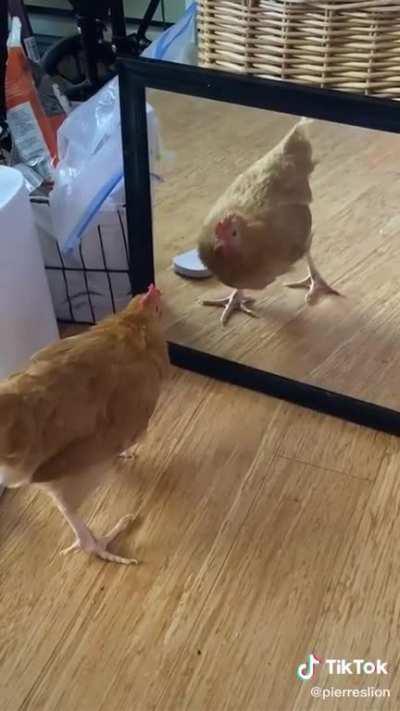 i can’t stop laughing at this