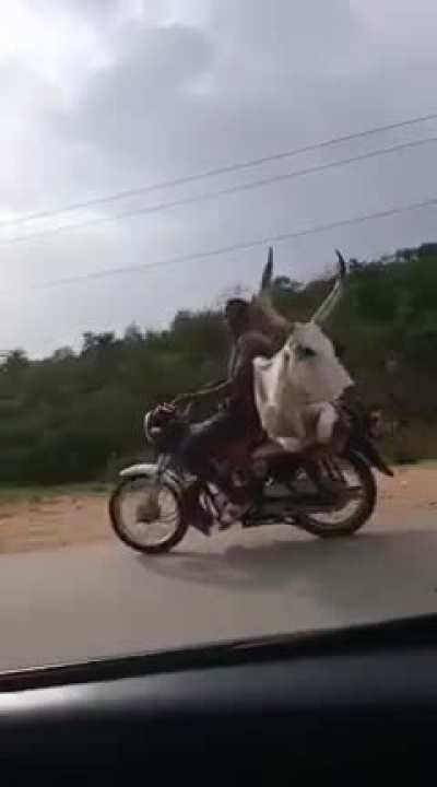 Бык на мотоцикле
