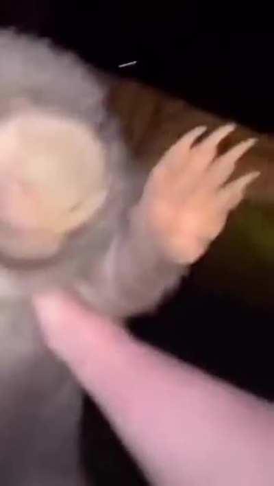 Can someone translate pls