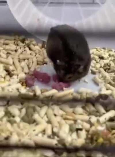 Hamster forcing her babies to exercise