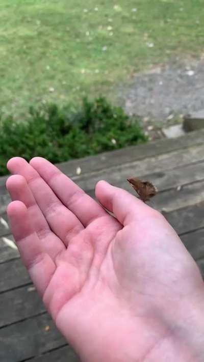 I tried to get a majestic video of this moth flying away. New York
