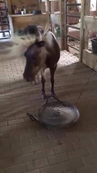 Let your hair do the talking