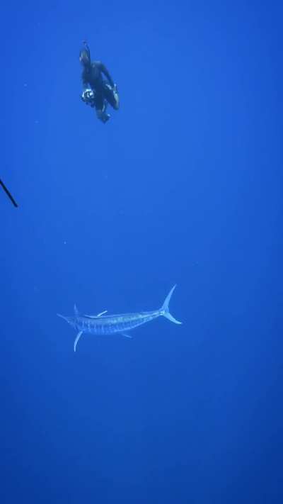 Striped Marlin encounter in 2000 ft of water from one of the many whale swim tours I did in FP last year.