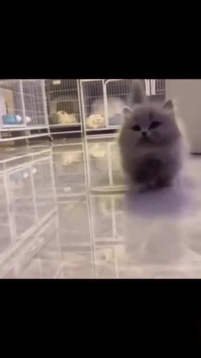 Go kitty go kitty go kitty go kitty