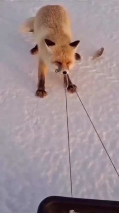 A stern fox from Kazakhstan...