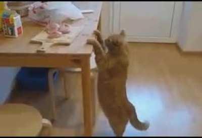 Too obedient cat or cannot figure out