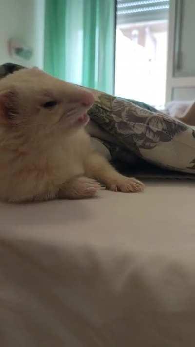 Ferrets love to get comfy in sheets too
