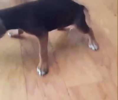 Me dancing and pissing myself with excitement hearing Derek Chauvins guilty verdict.