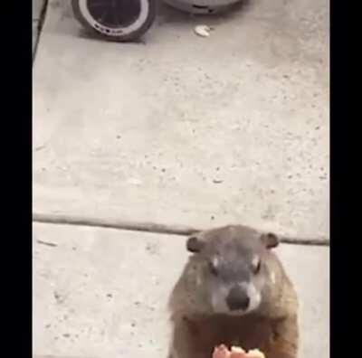 look ah this goffer thing