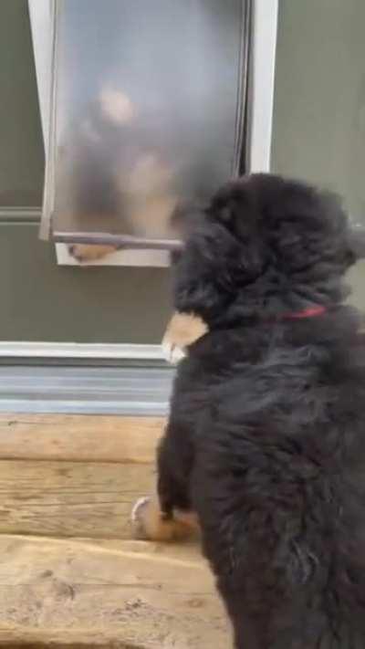 Puppies trying their very best to get through a doggy door