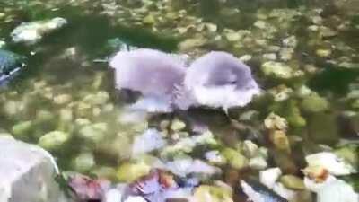 A baby otter in water for the first time