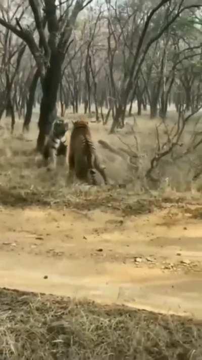 🔥 Two Tigers battle for alpha status