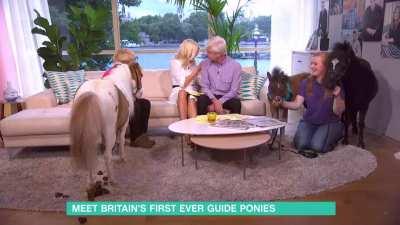 Horse pooping on the floor at the moment Phillip asks if it can be house-trained