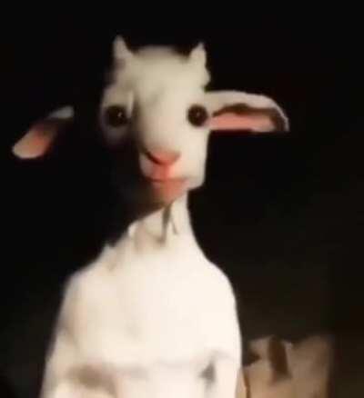 This goat just vibing tho