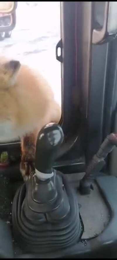 Заходи в гости, колобком угощу!