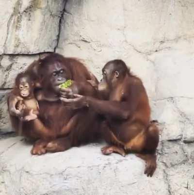 Joey doesn’t share food!