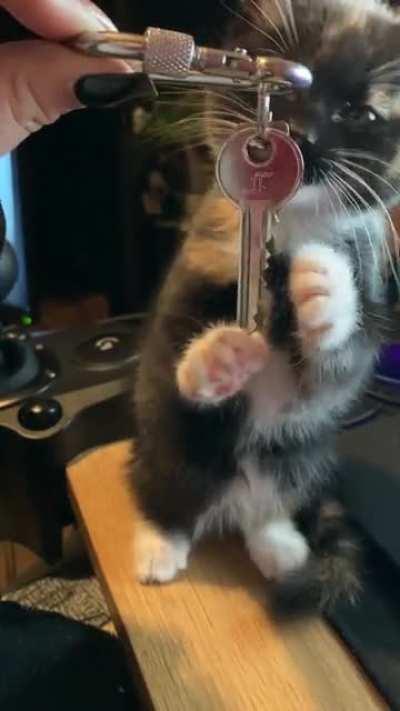 The new addition to our family is smol and loves to try to chew wires and fingers, she does make up for it with snuggles tho