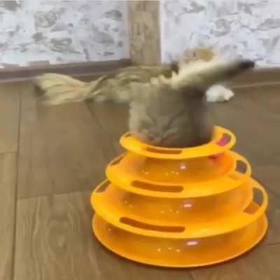 Kitten swallowed up by toy volcano.