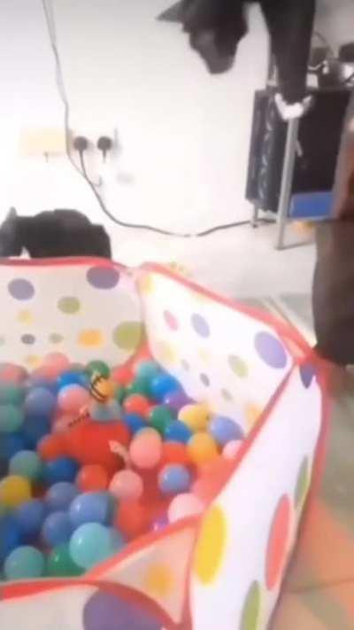 Bro knows the wallrun technique