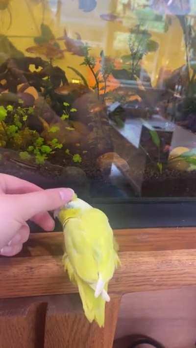 I am a bird, i look at fish. I sit with mom and get a scritch 💛