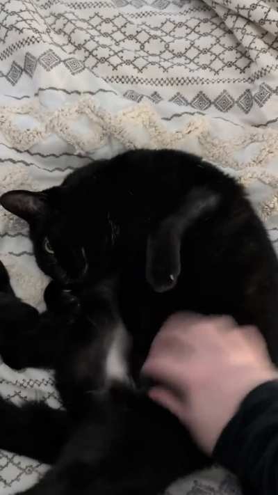 She's absolutely shameless about the belly pets 🖤