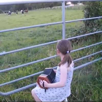 Cows absolutely adore accordion music.