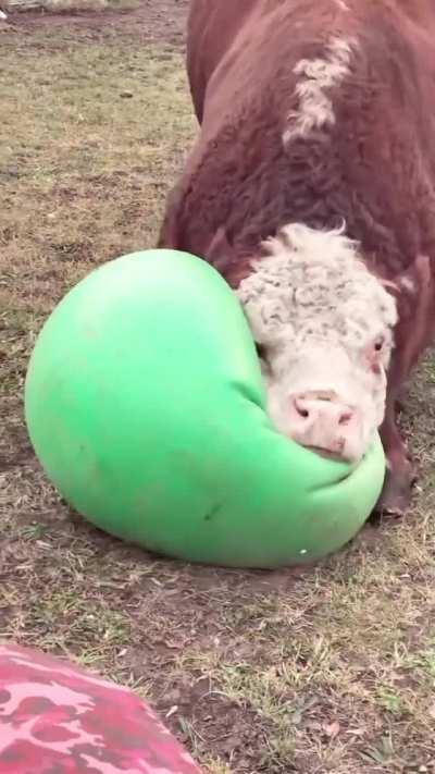 Doing a cowyoga
