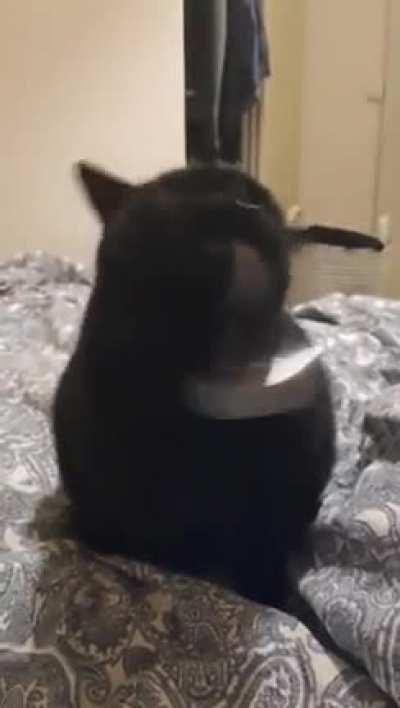 CRAZED voId ShoWs hUmaN What wILl HappEn iF fOoD BowL Is Found EmpTy