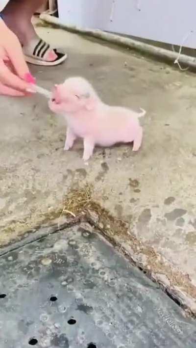 Feeding a tiny little piglet