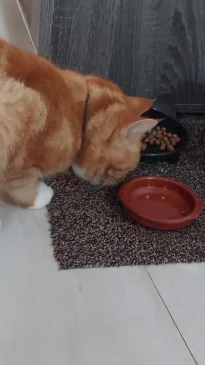 Does anyone else's cat scoop food out of their bowls?