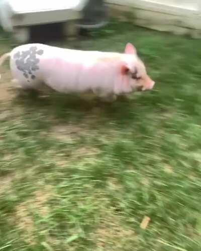 Pearl has the zoomies