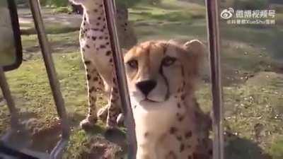 Cheetahs cannot roar like big cats like tigers and lions, they purr, meow or chirp.LOL