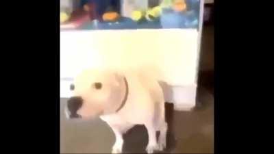 Can't help but think of this dog when I listen to Mulberry Street