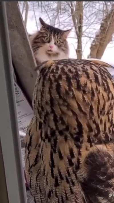 Cat spots an owl