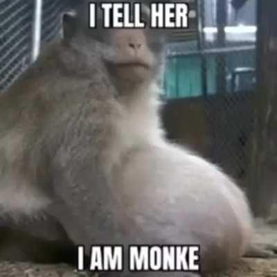 Monkey
