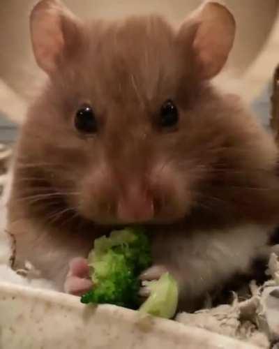 Chilled broccoli to help keep Lyra cool 🥦💕