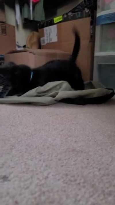 Kittens running, jumping, playing, and running into stuff!! So cute