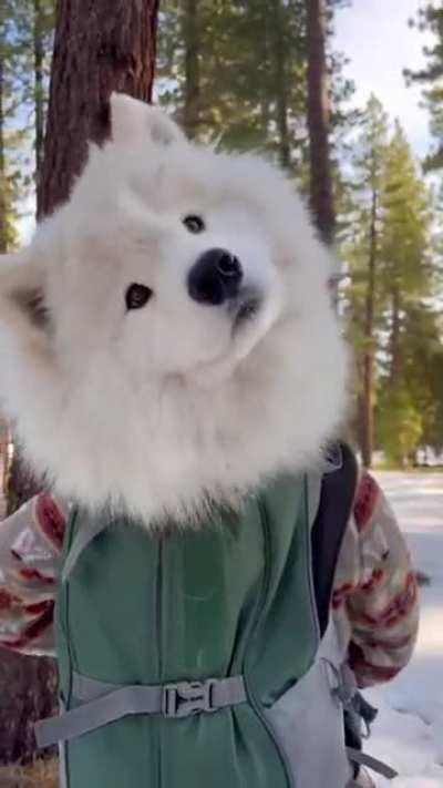 Doggo in a bag, cutness everywhere you go