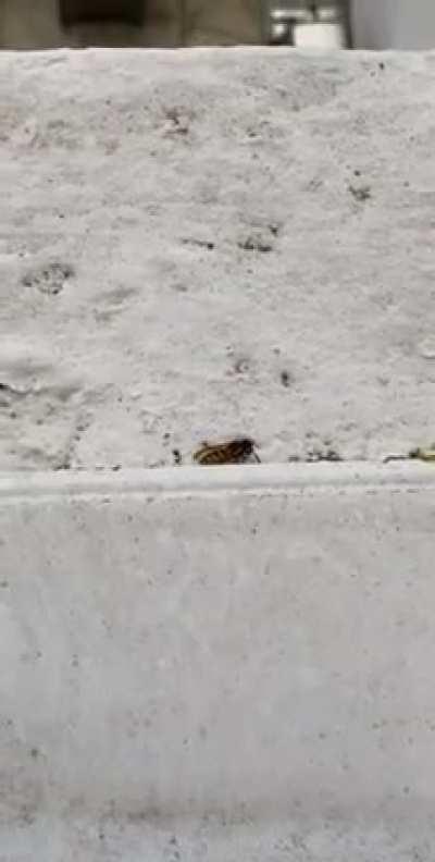 Shot this fucker mid air and then finished the job. Fuck wasps