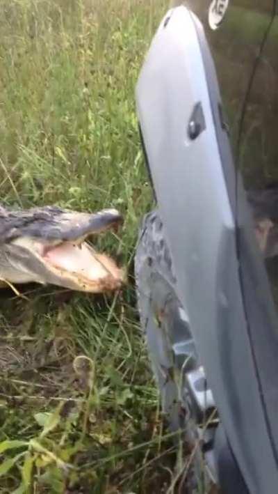 What could g wrong driving too close to alligator