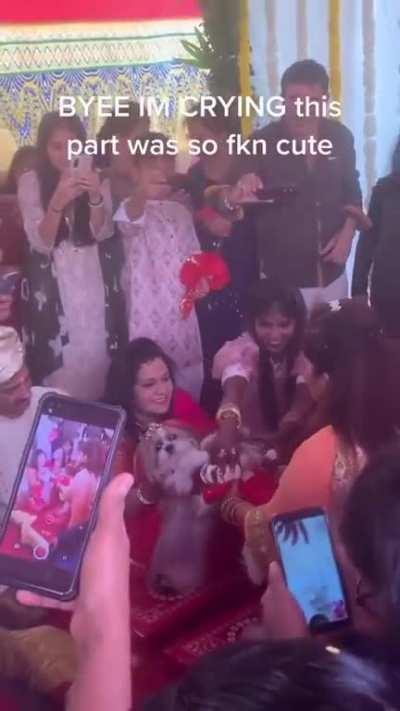 Foreigners : we treat our pets like our family members Indian Hindus : hold my shadi