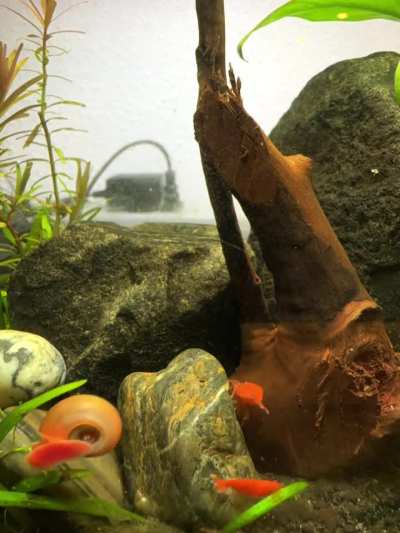 The fantastical world of snails and shrimp.