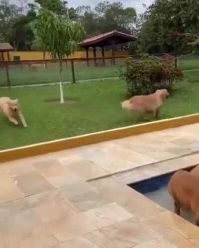 Golden Retriever Fish